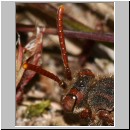 Nomada alboguttata - Wespenbiene w04 9mm.jpg